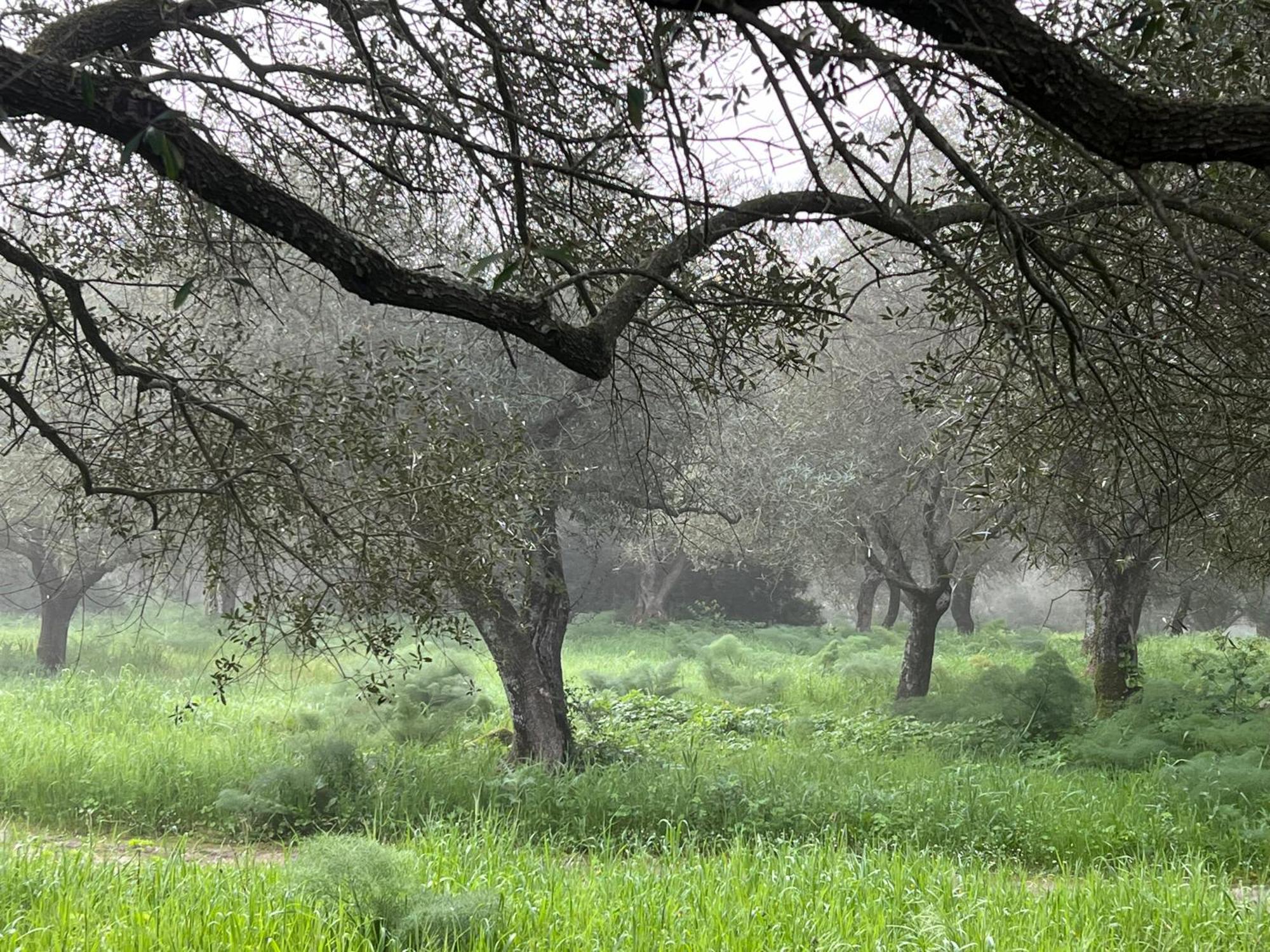 Muristene Pozzo Santa Cristina Paulilatino エクステリア 写真